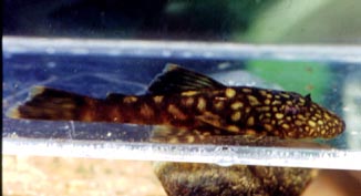 Ancistrus albocinctus