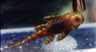 Ancistrus albocinctus