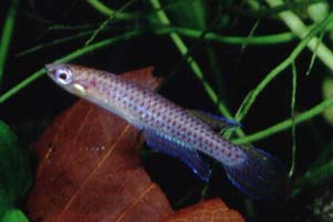 Aphyoplatys duboisi