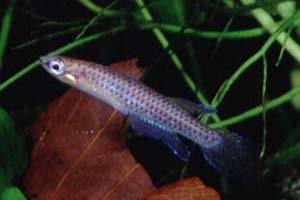 Aphyoplatys duboisi Mnnchen