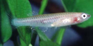 Aphyoplatys duboisi Weibchen