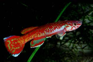 Aphyosemion exigoideum