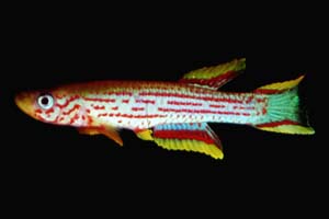 Aphyosemion hannelorae hannelorae