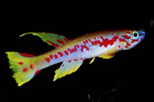 Aphyosemion louessense