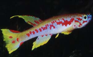 Aphyosemion louessense