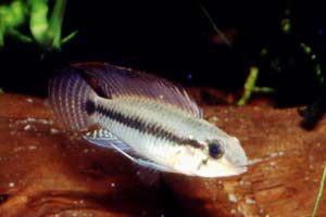 Apistogramma cf. pertensis