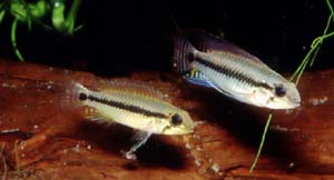 Apistogramma cf. pertensis Paar