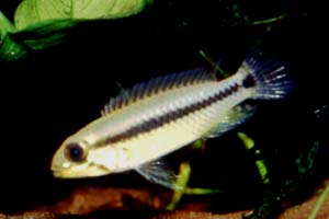 Apistogramma cf. pertensis