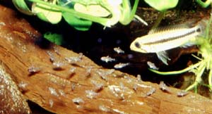 Apistogramma cf. pertensis Weibchen mit Jungfischen