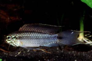 Apistogramma cf. uaupesi