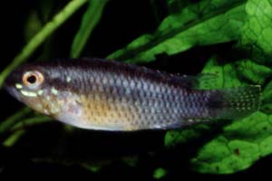 Apistogramma cf. uaupesi