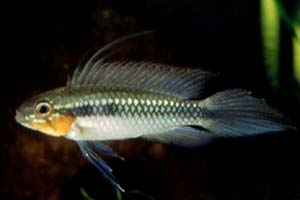 Apistogramma elizabethae