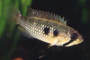 Apistogramma elizabethae