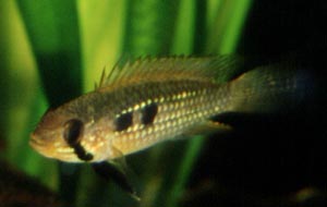 Apistogramma elizabethae Weibchen, Brutpflege