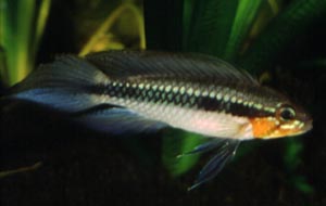 Apistogramma elizabethae ausgewachsenes Mnnchen