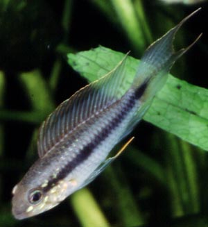 Apistogramma elizabethae junges Mnnchen