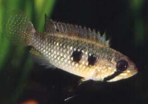 Apistogramma elizabethae Weibchen