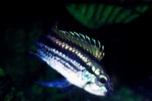 Apistogramma mendezi 