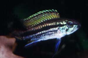 Apistogramma mendezi 