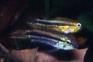 Apistogramma mendezi Paar