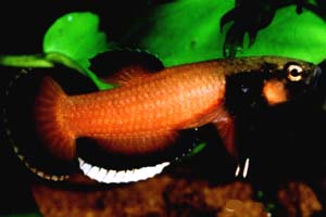 Betta albimarginata 