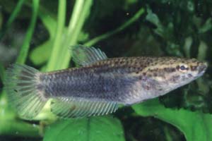 Betta albimarginata