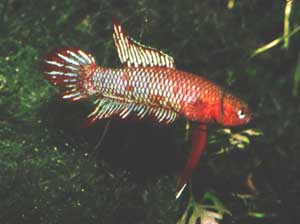 Betta burdigala Mnnchen