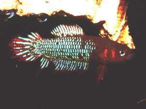 Betta burdigala Mnnchen