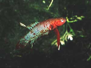 Betta burdigala Mnnchen