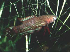 Betta burdigala Weibchen