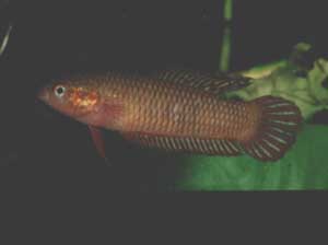 Betta burdigala Weibchen