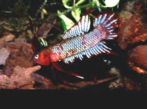 Betta burdigala Mnnchen