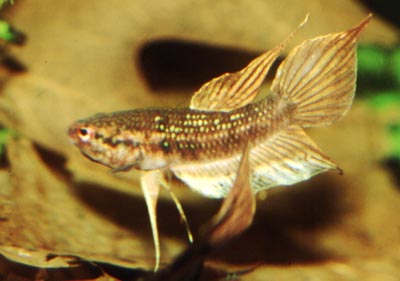 Betta dimidiata, Kapuas