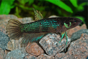 Betta krataios Mnnchen