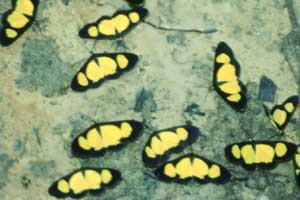 Schmetterlinge beim Rio Miua