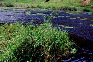 Teich in den Bergen von Rio