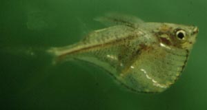 Carnegiella schereri