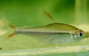 Characidae spec.