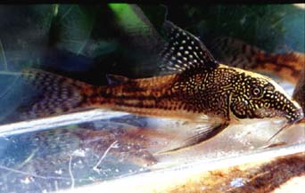 Corydoras barbatus Mnnchen