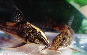 Corydoras barbatus Paar