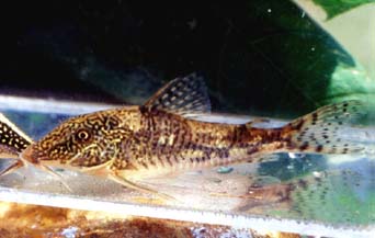 Corydoras barbatus Weibchen