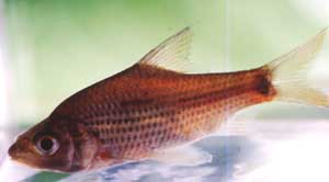 Cyclocheilichthys apogon