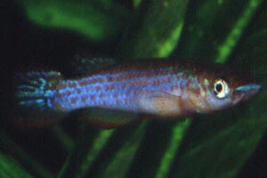 Epiplatys lamottei Mnnchen