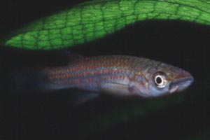 Epiplatys lamottei Weibchen