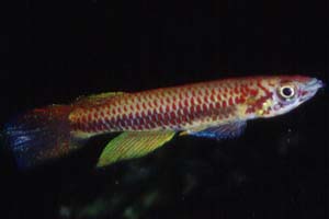 Epiplatys spec. Lake Fwa