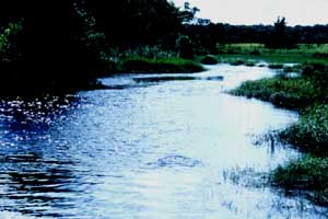 Biotope 13, a Blackwater River  2001 Michael Schlter