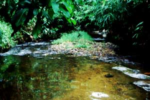 Biotope 3 a mountain stream 