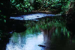 Biotope 7 a small forest stream 