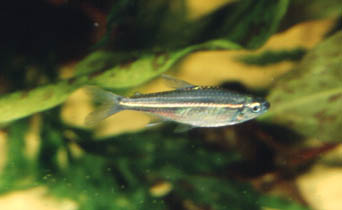 Hemigrammus cf. analis