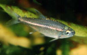 Aquaristik Hemigrammus Michael Schlüter